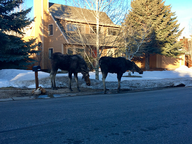 Moose Sighting in Park City