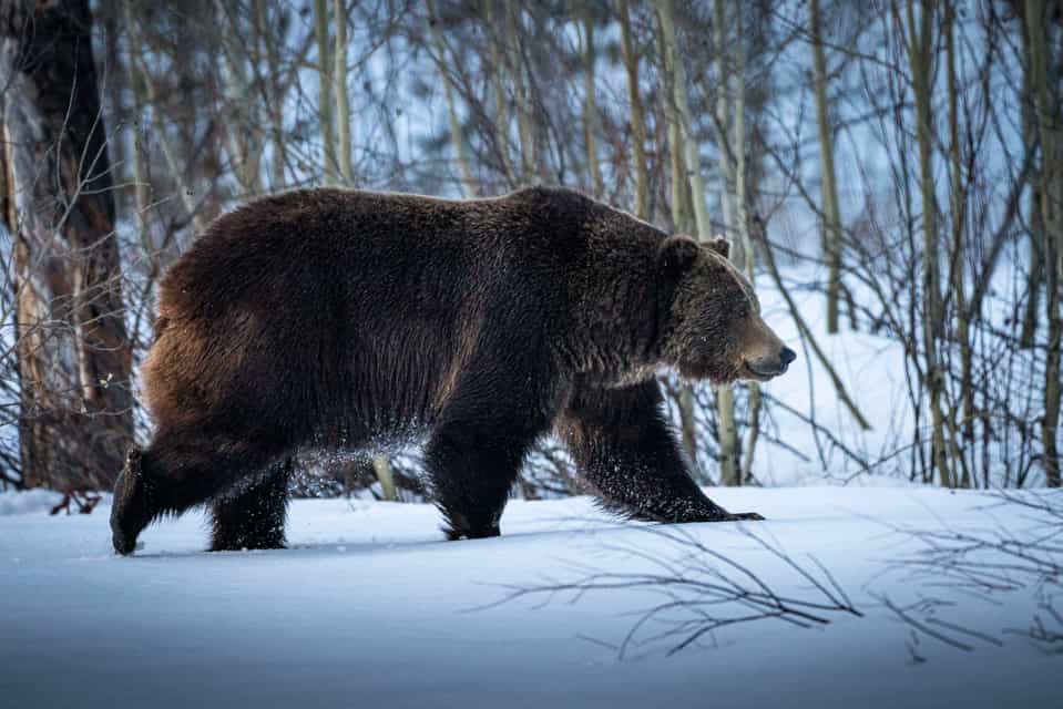 bears, awake, Grand Teton national park, 