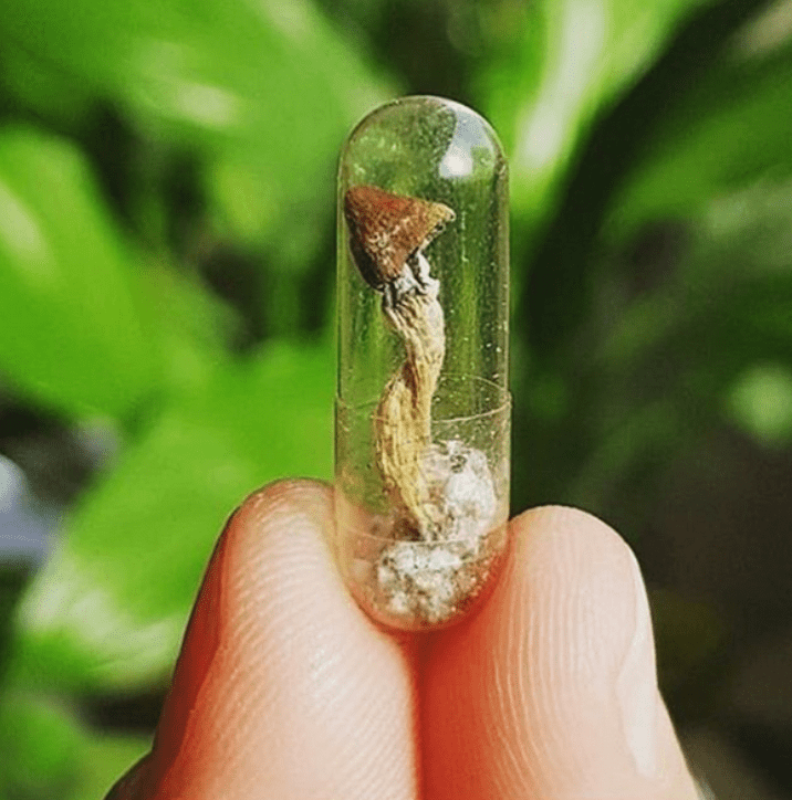 microdosing mushrooms