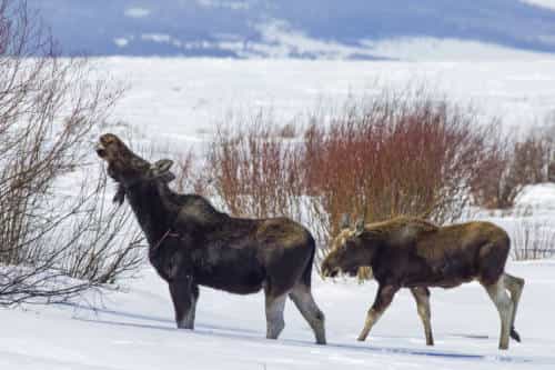 moose, calf, 