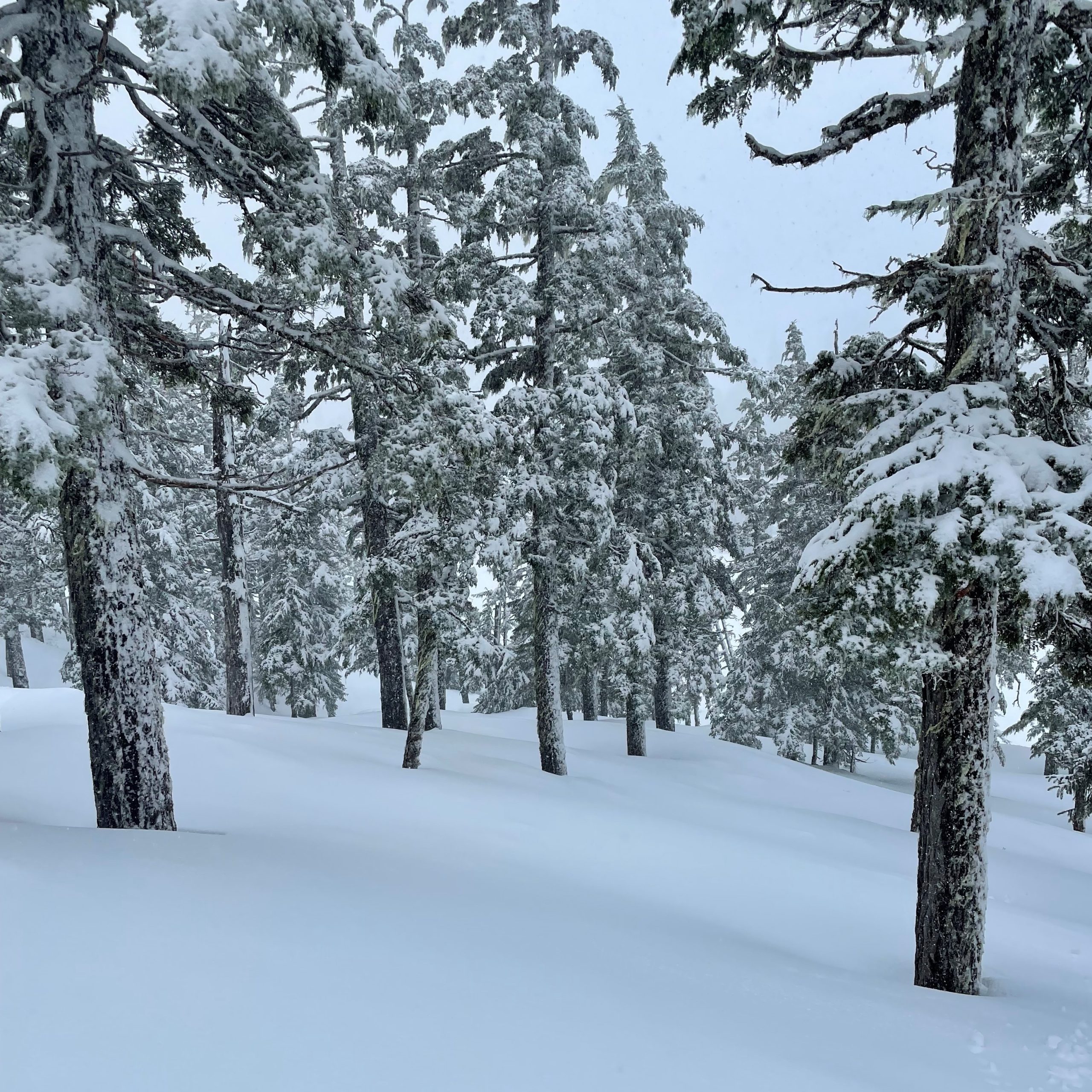 Tree Skiing