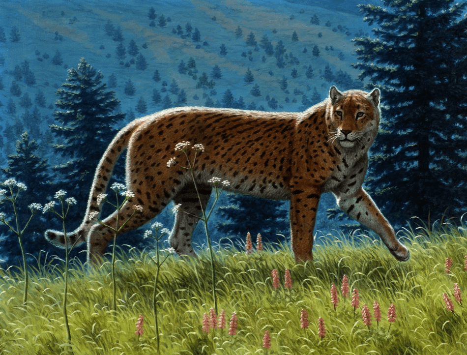 American Cheetah