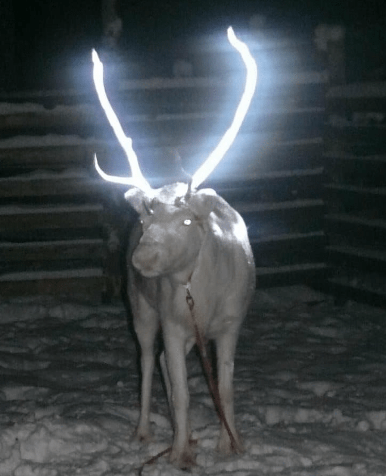 Glwoing Reindeer