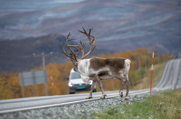 Reindeer Crossing the Road