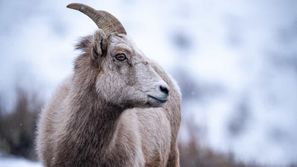 bighorn sheep, grand teton national park, 