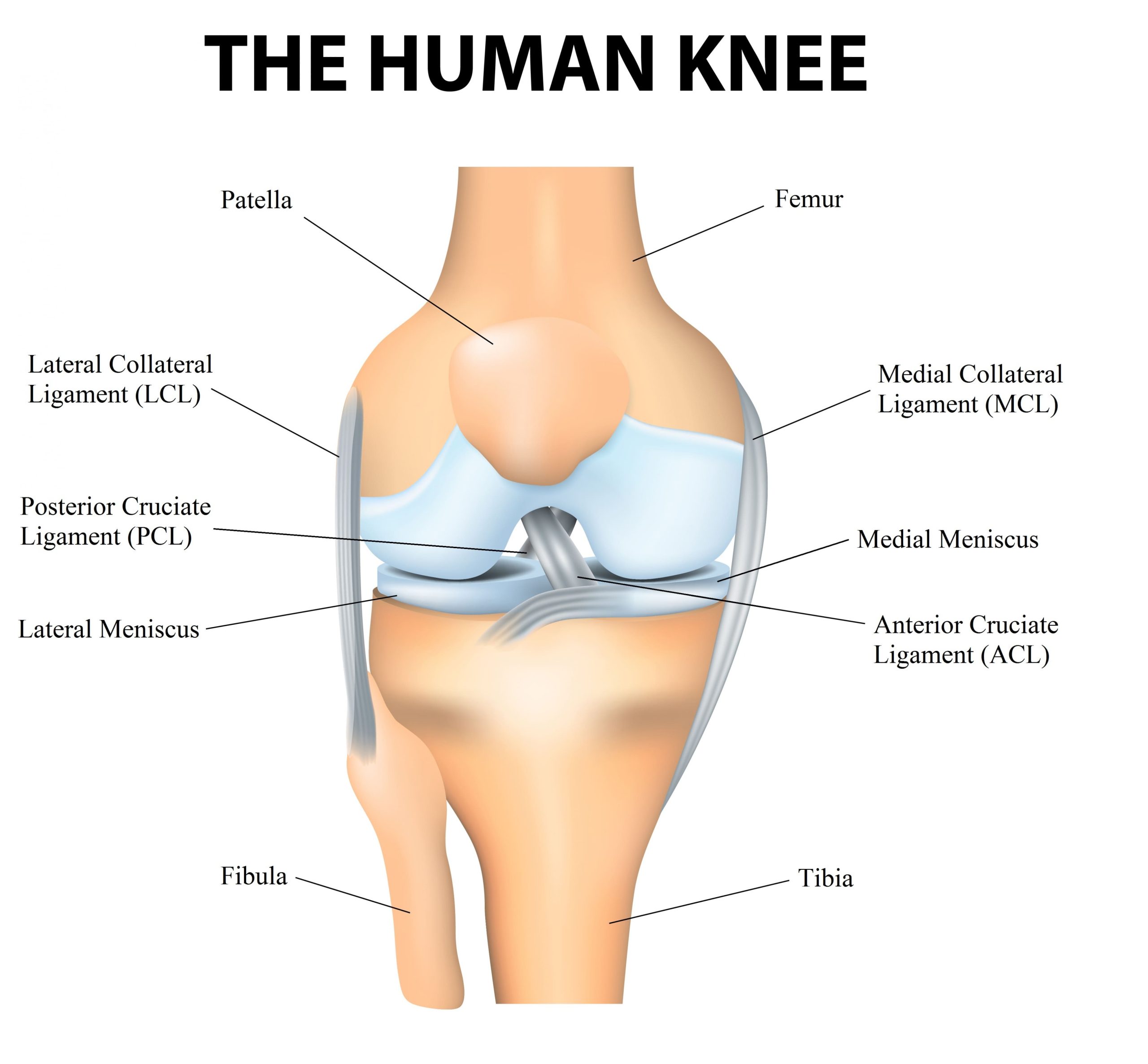 ligaments of the knee