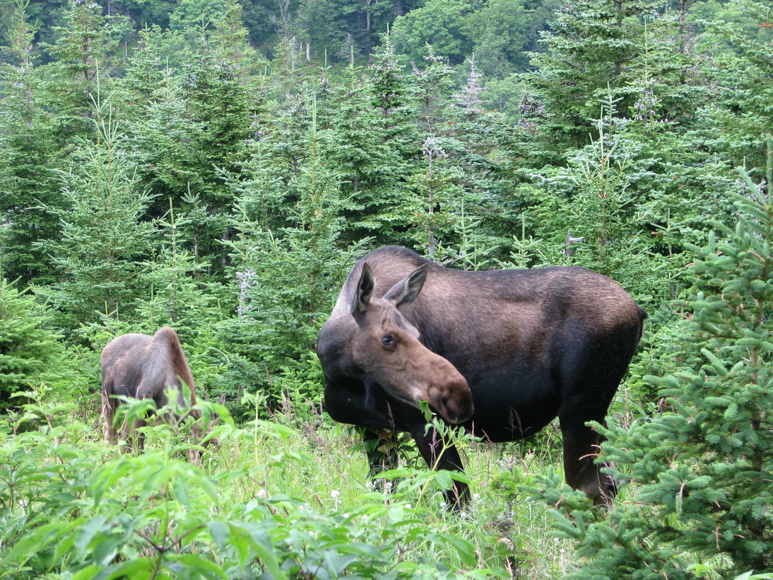 moose, attack, breckenridge, colorado