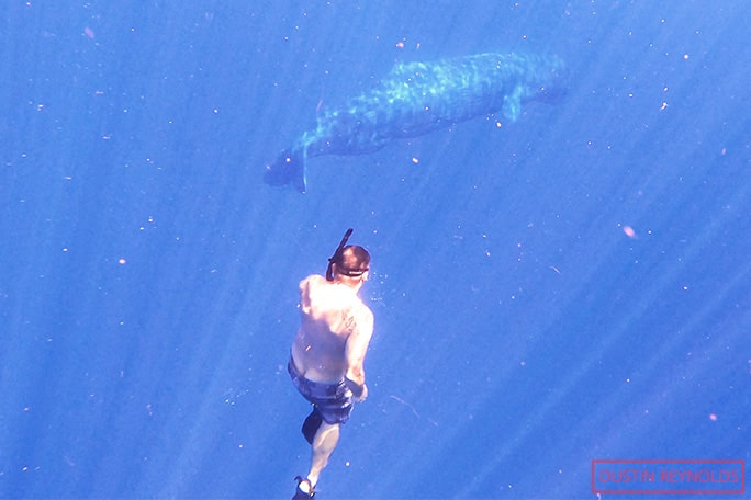 dustin-swimming-with-a-whale-shark in ocean