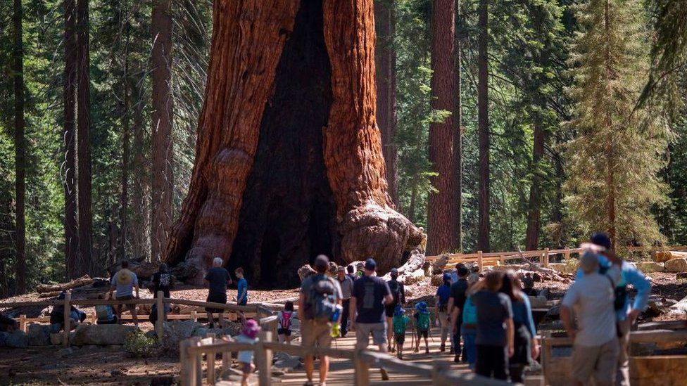 500 Giant Sequoias In Yosemite National Park Ca Threatened By Growing Wildfire Snowbrains 