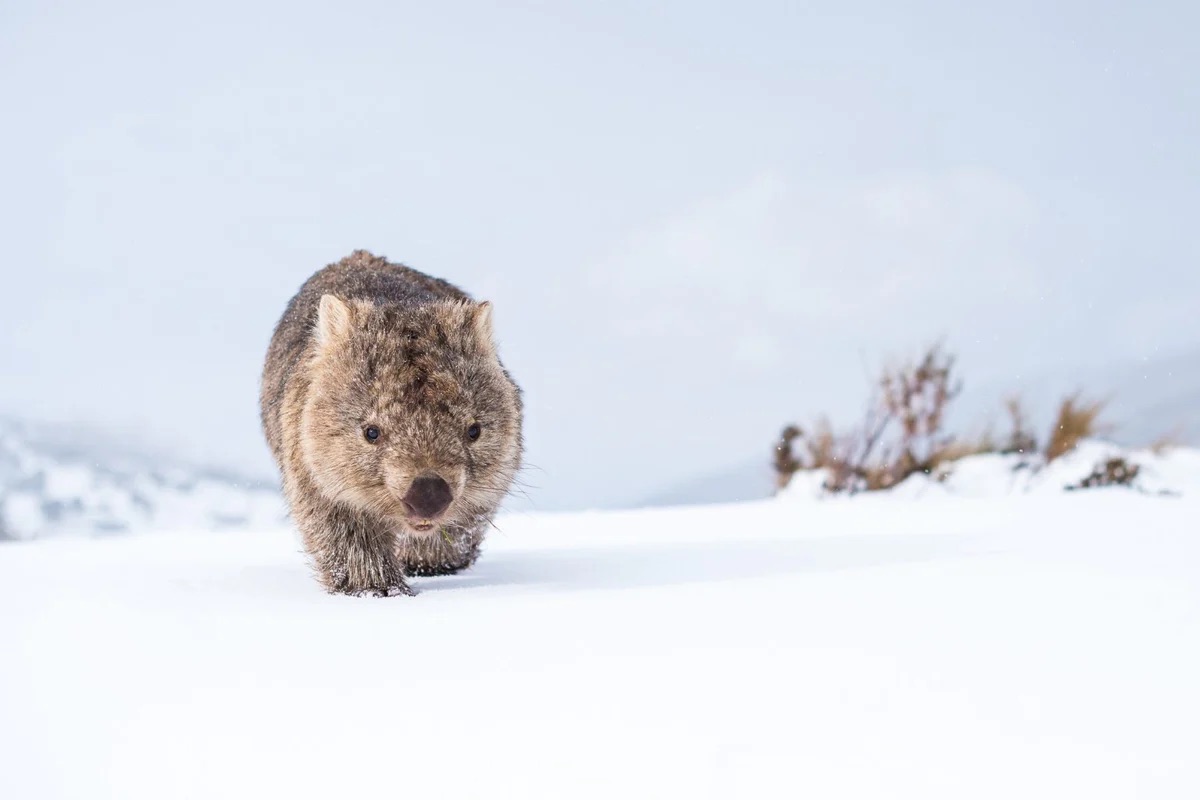 Wombat στο χιόνι