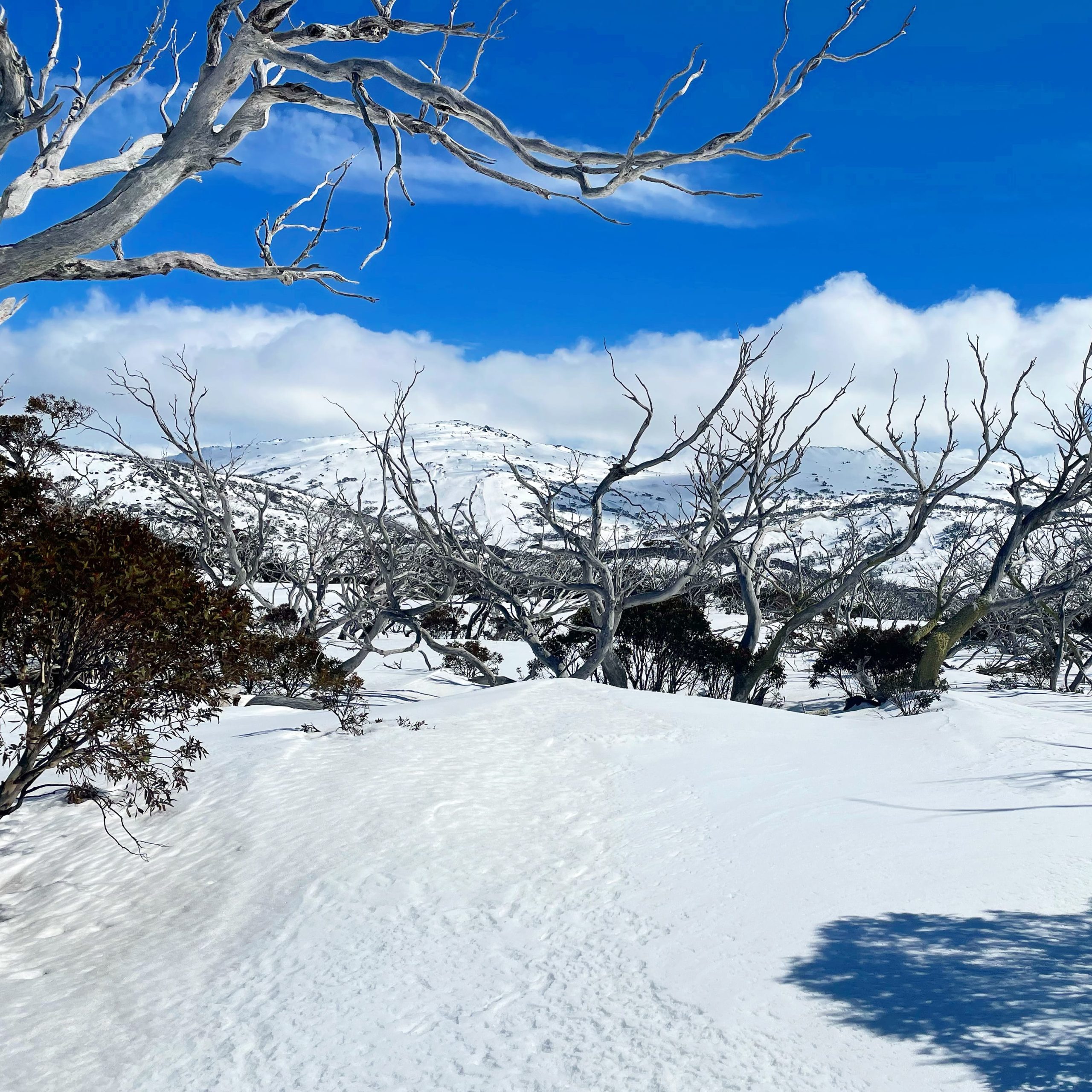 Snowgum