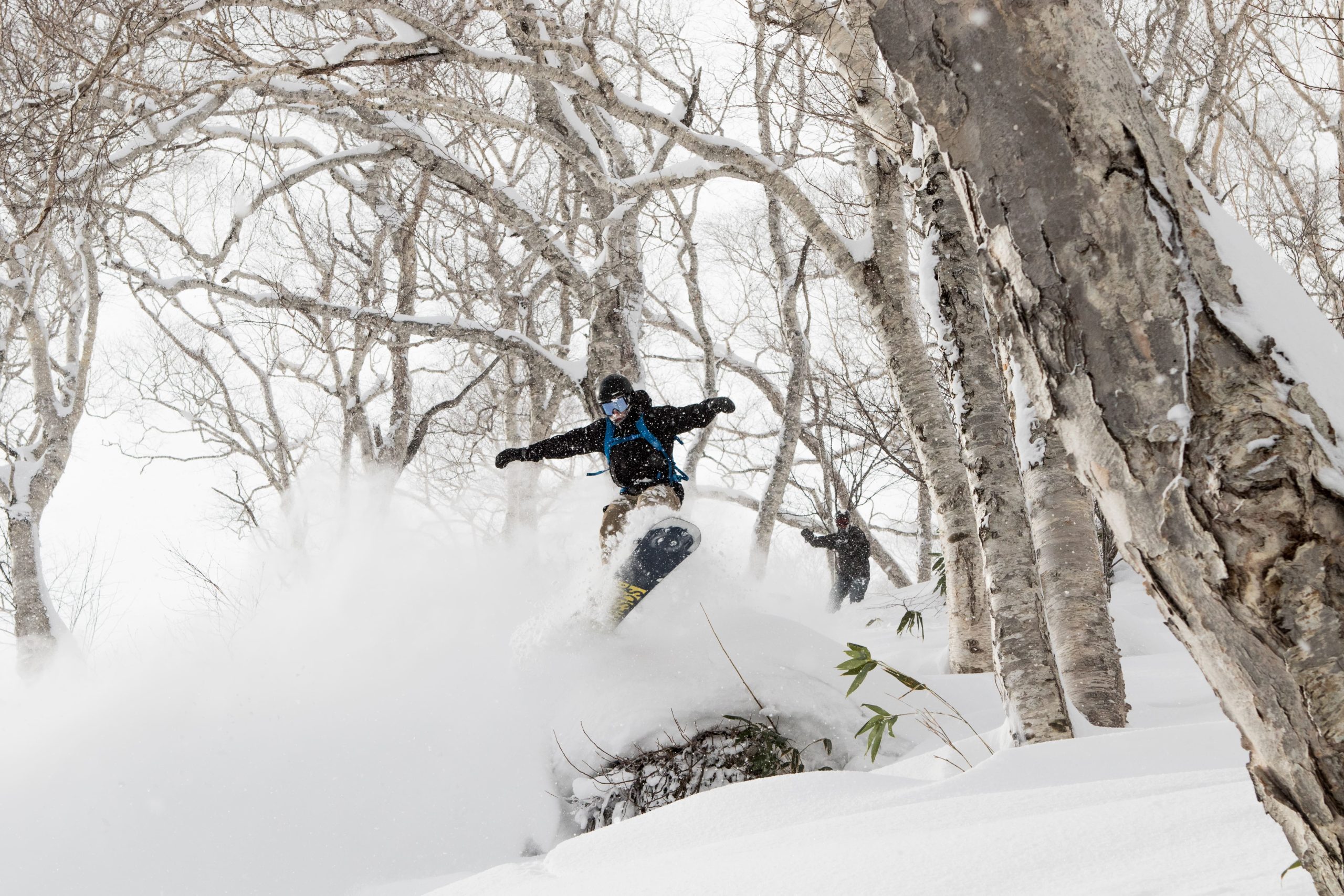 Tree skiing