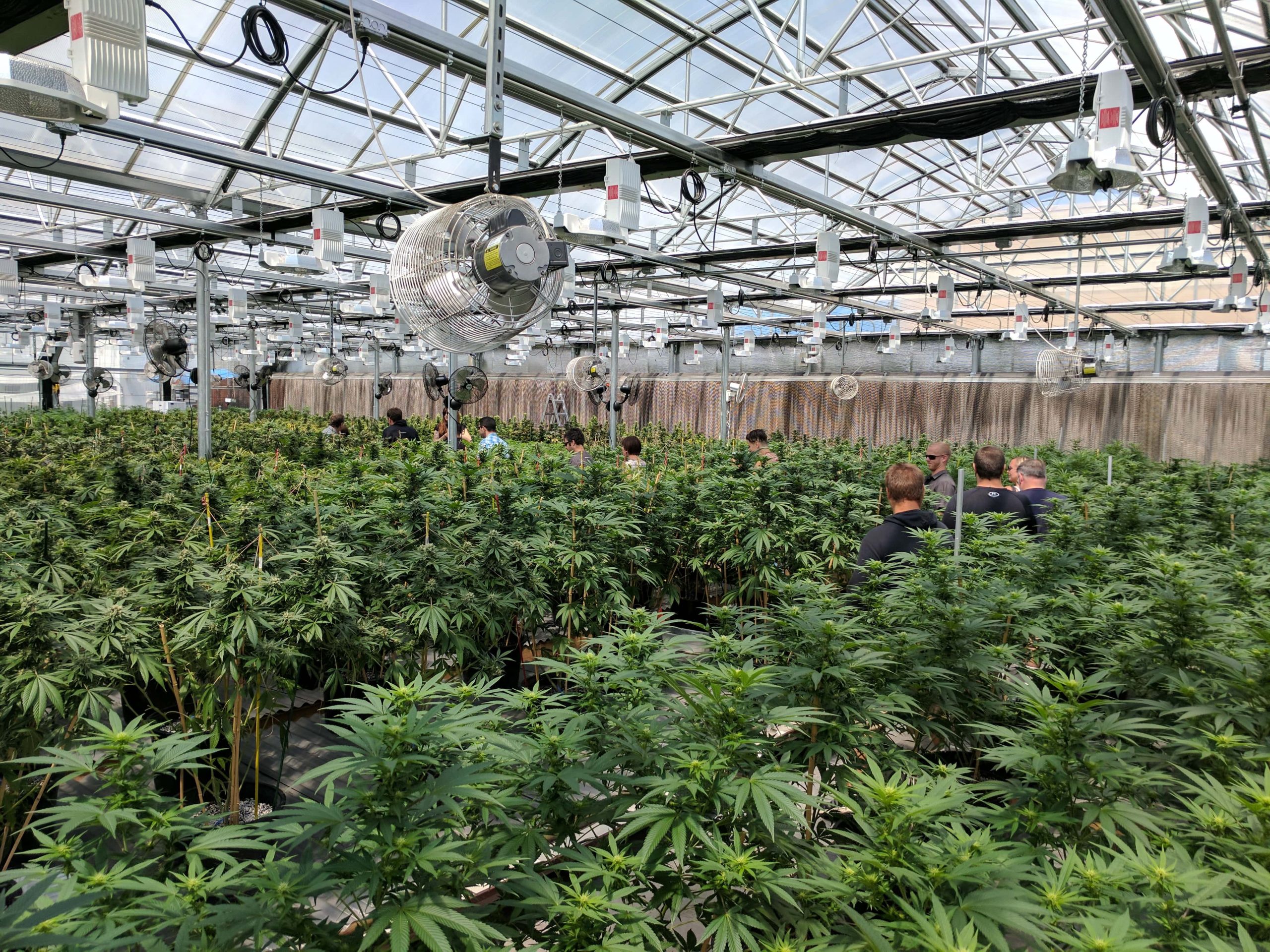 Colorado Marijuana Sales are declining