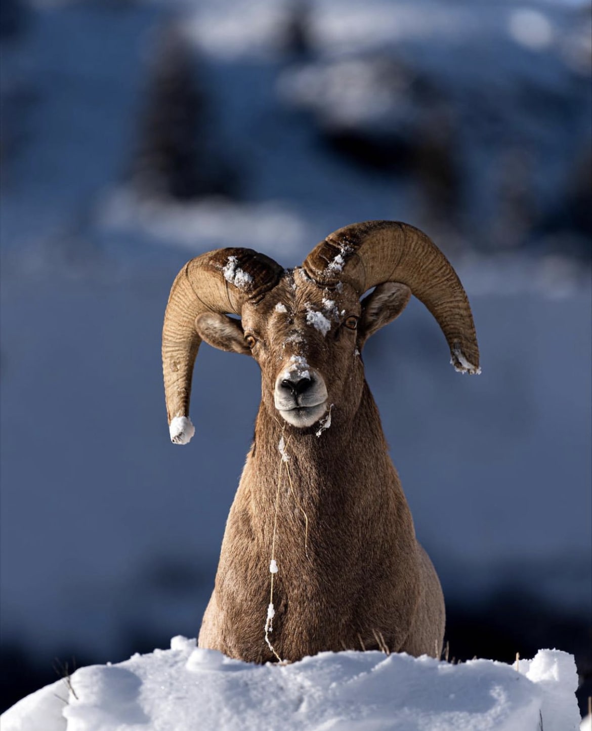 Bighorn Sheep