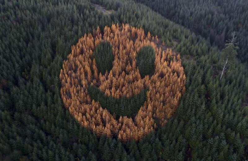 smiley trees