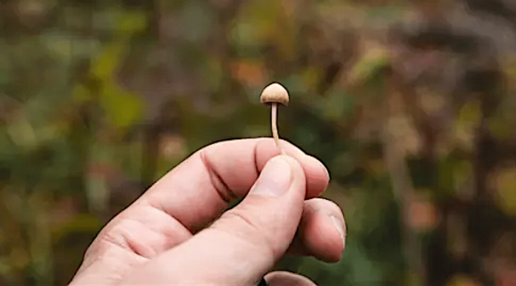 Psilocybin mushrooms.