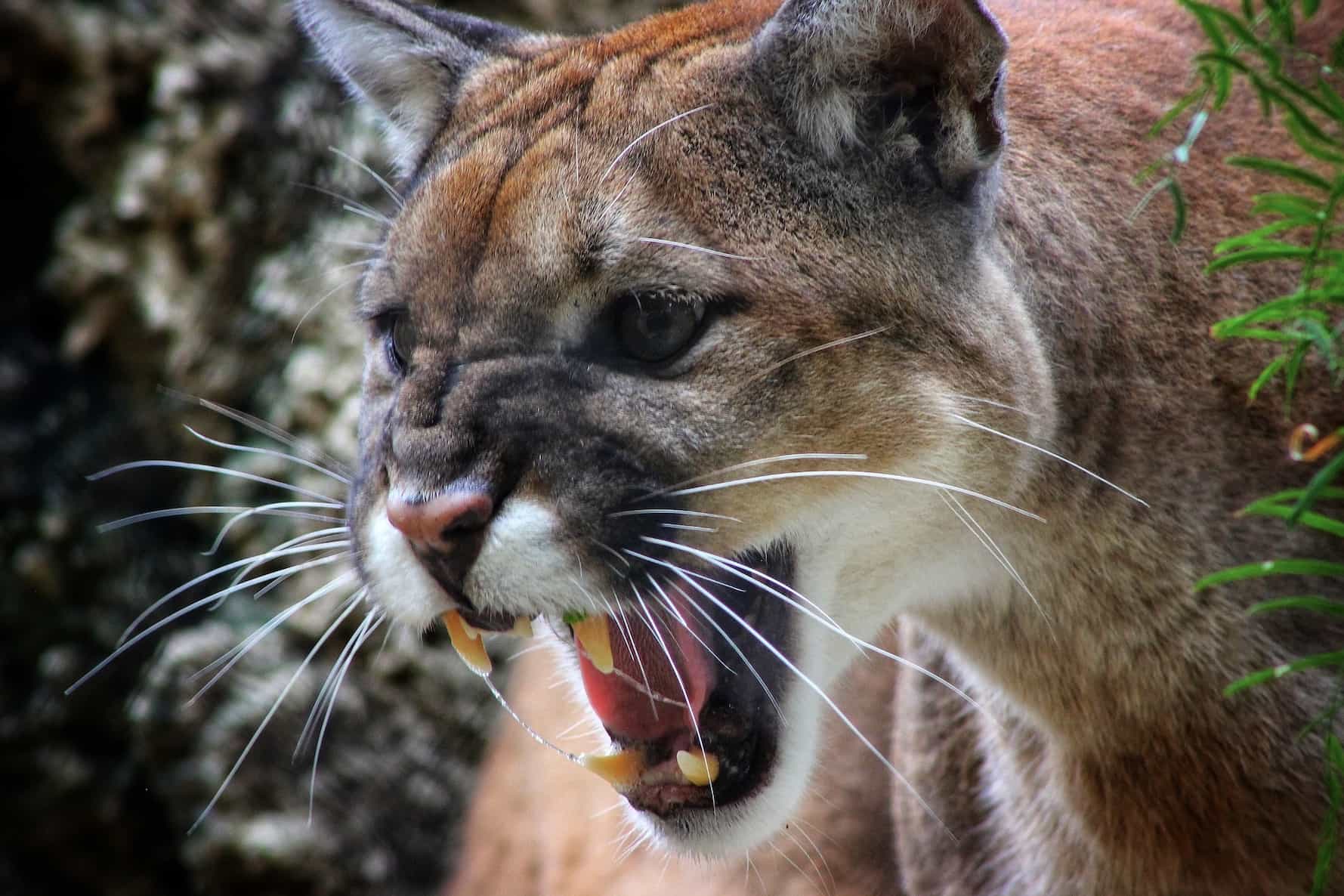 mountain lion attack