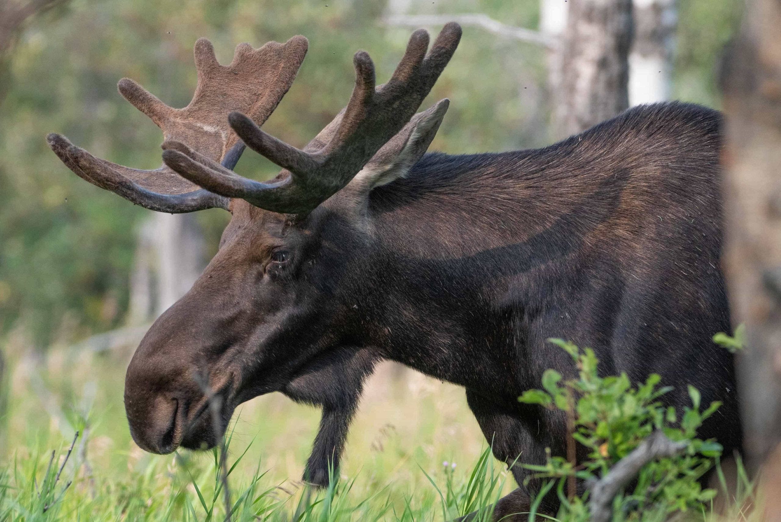 moose, keystone