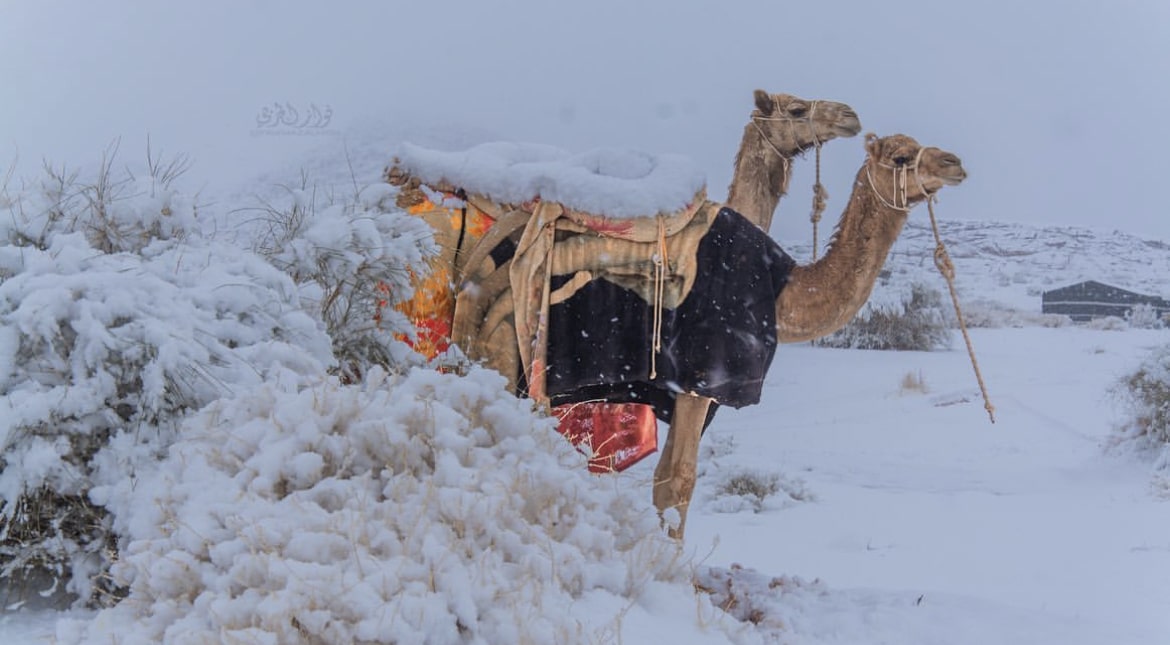 camels in the snow