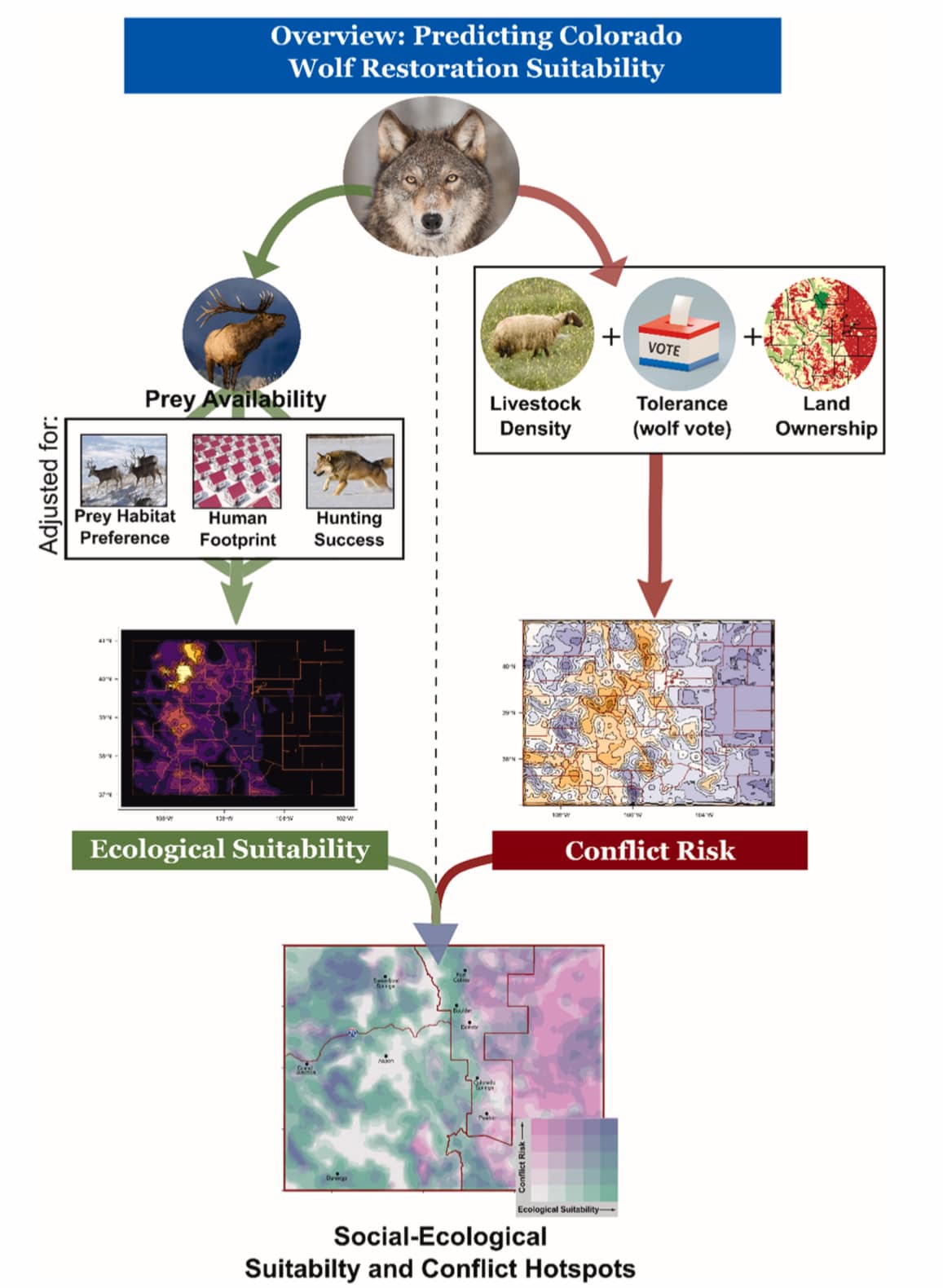 Flow Chart Wolf reintroduction