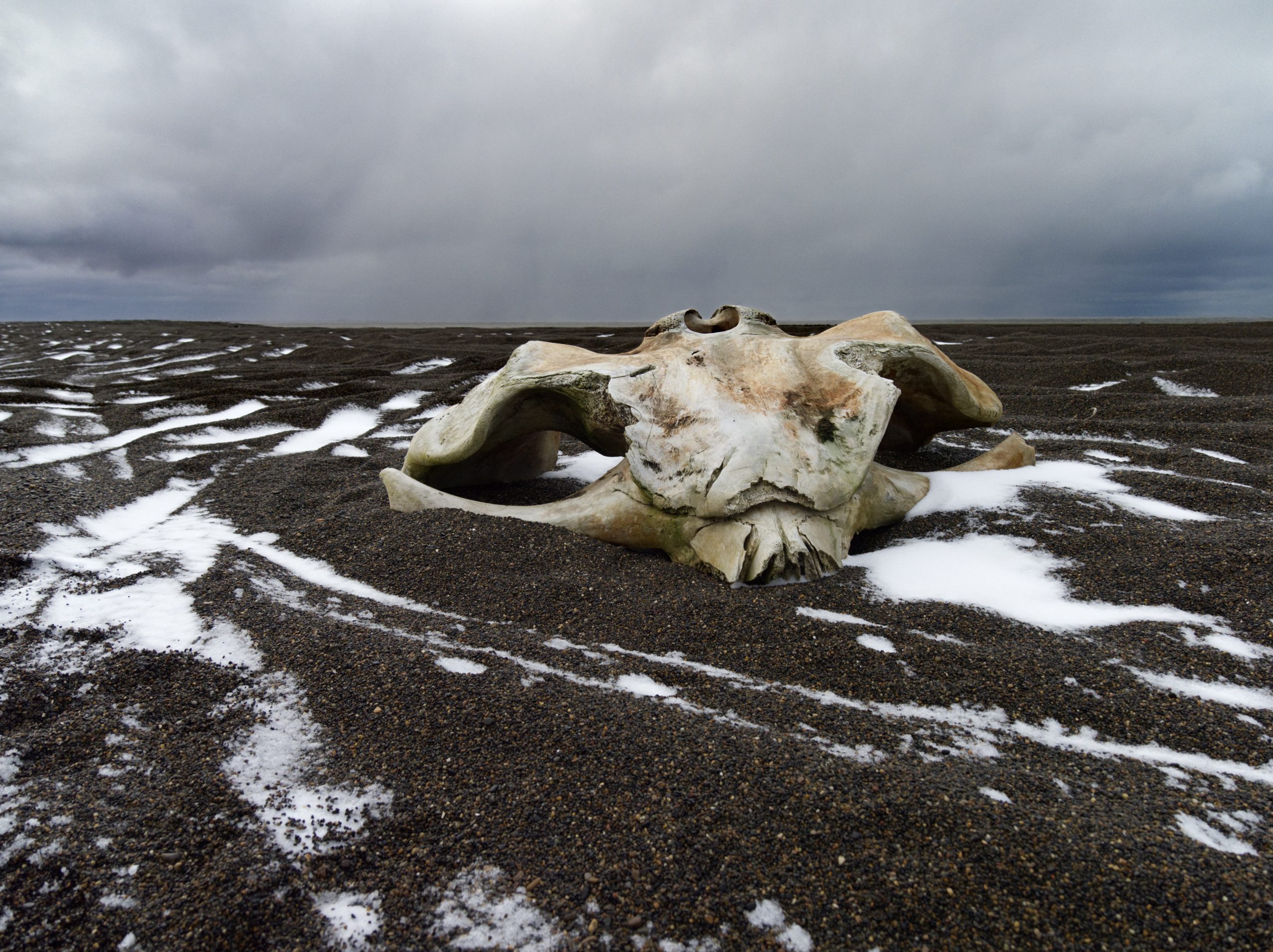 Skull on the beach in Barrow