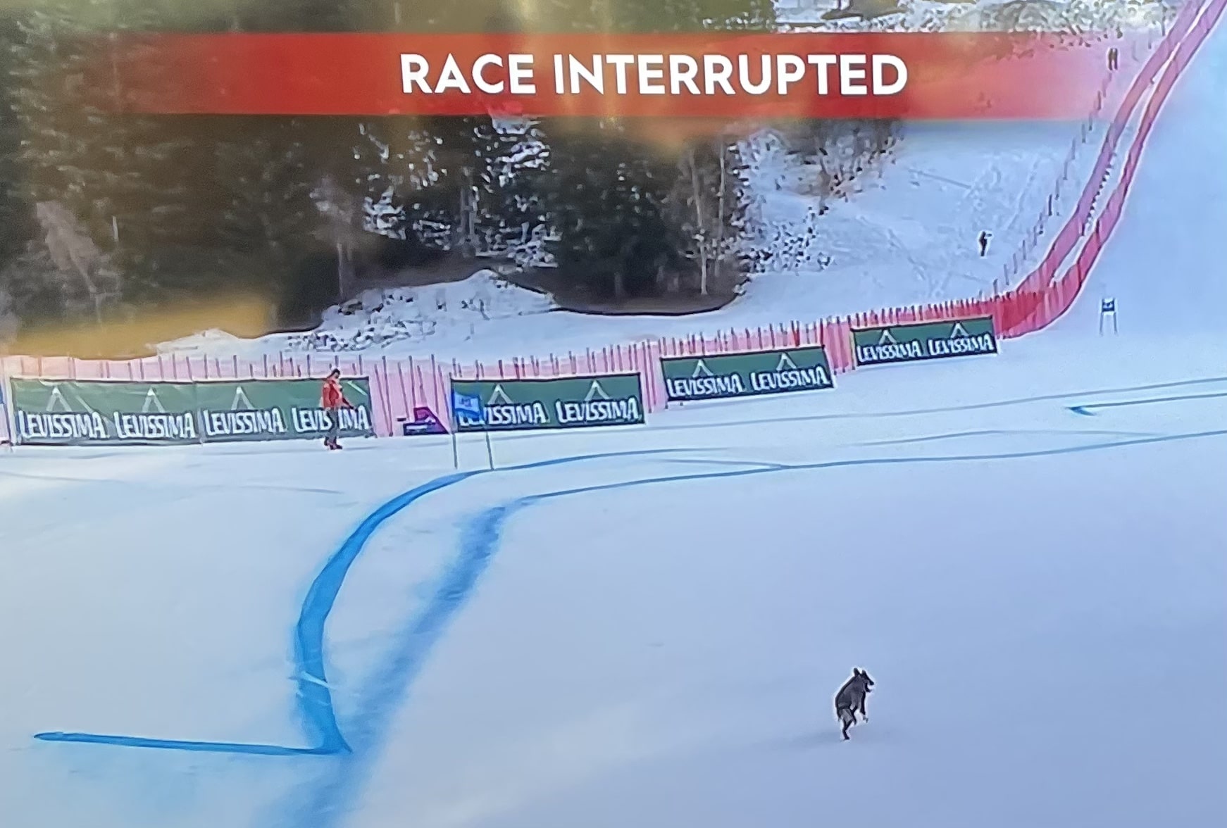 Dog on course