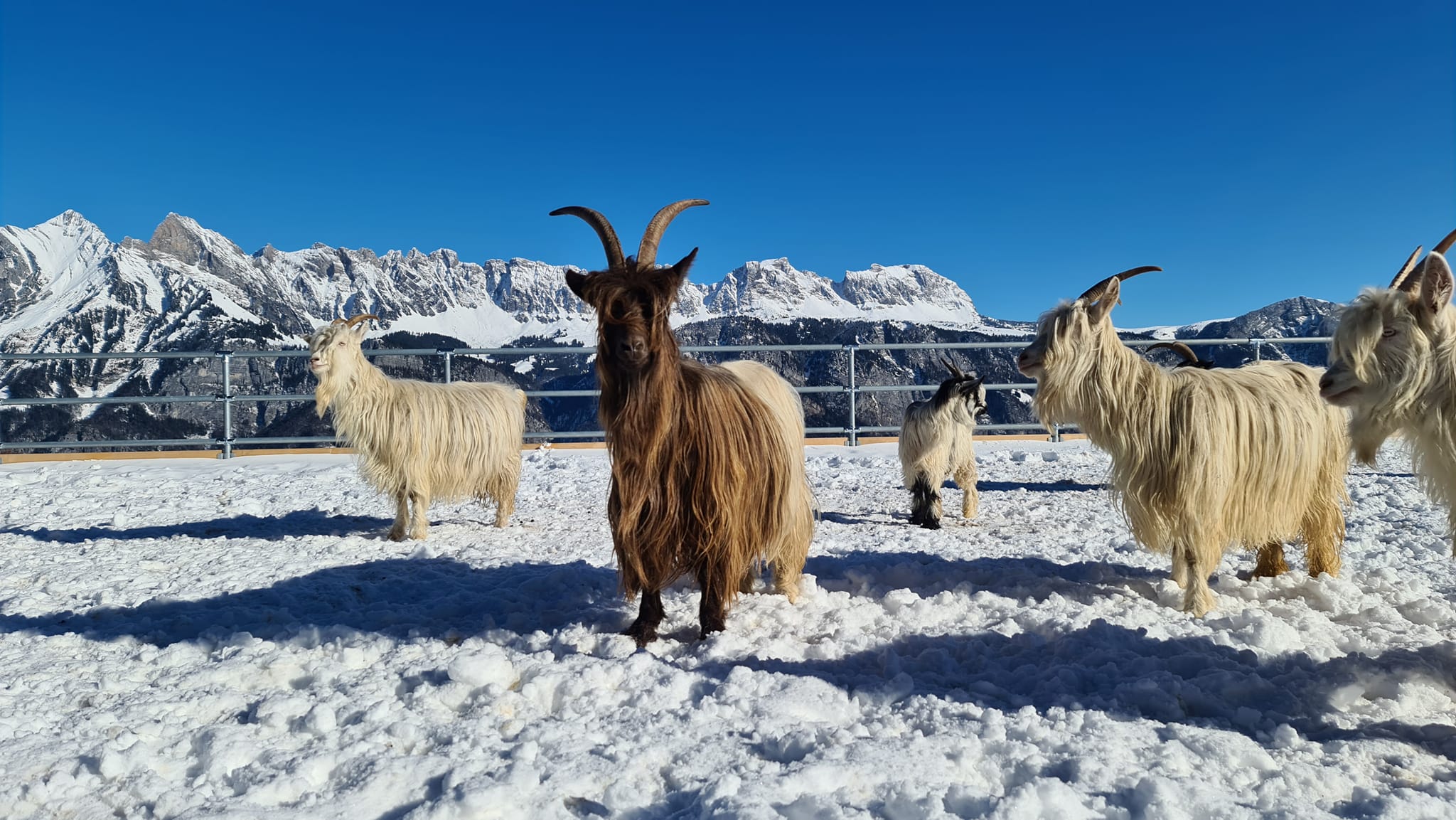 Mountain Goats