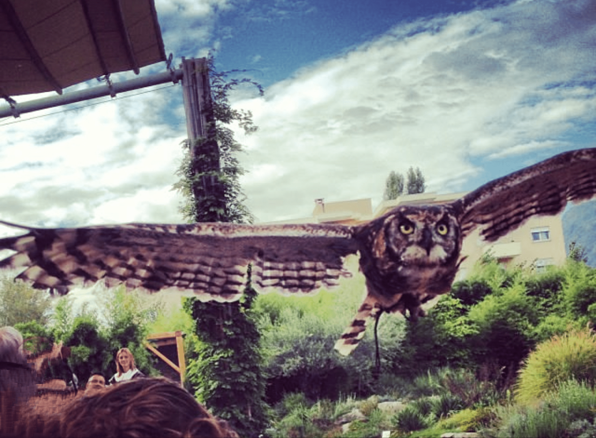 Great Horned Owl