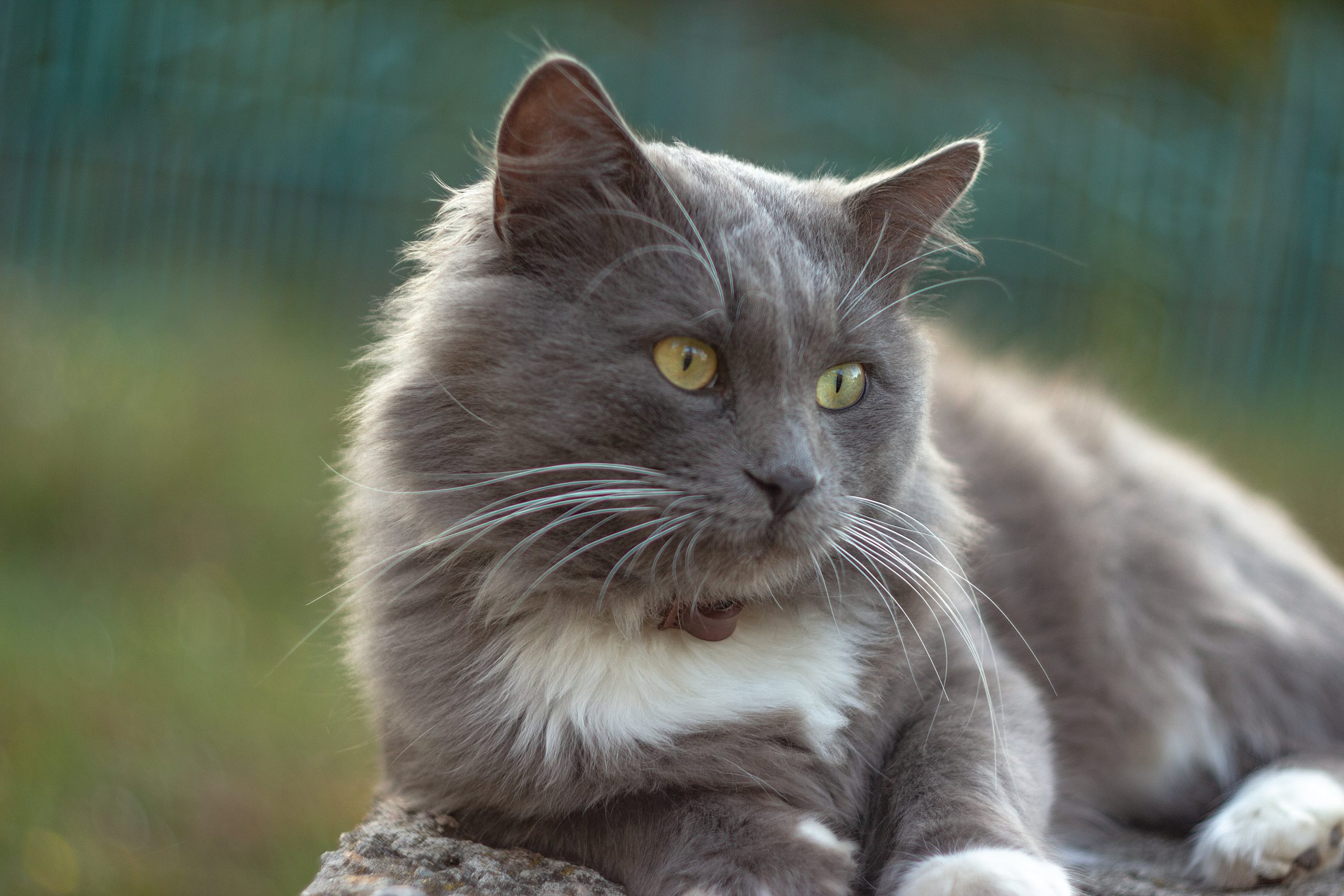 Chartreux cat