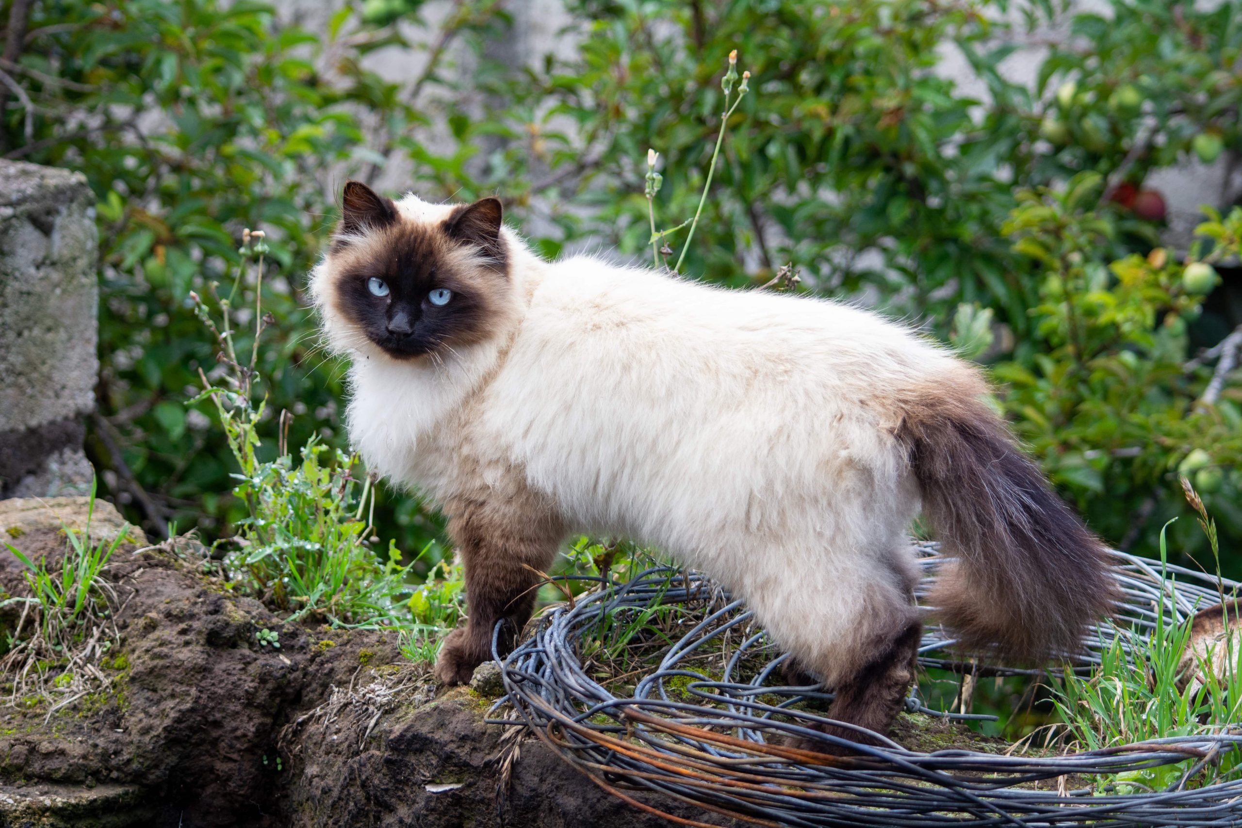 Himalayan cat