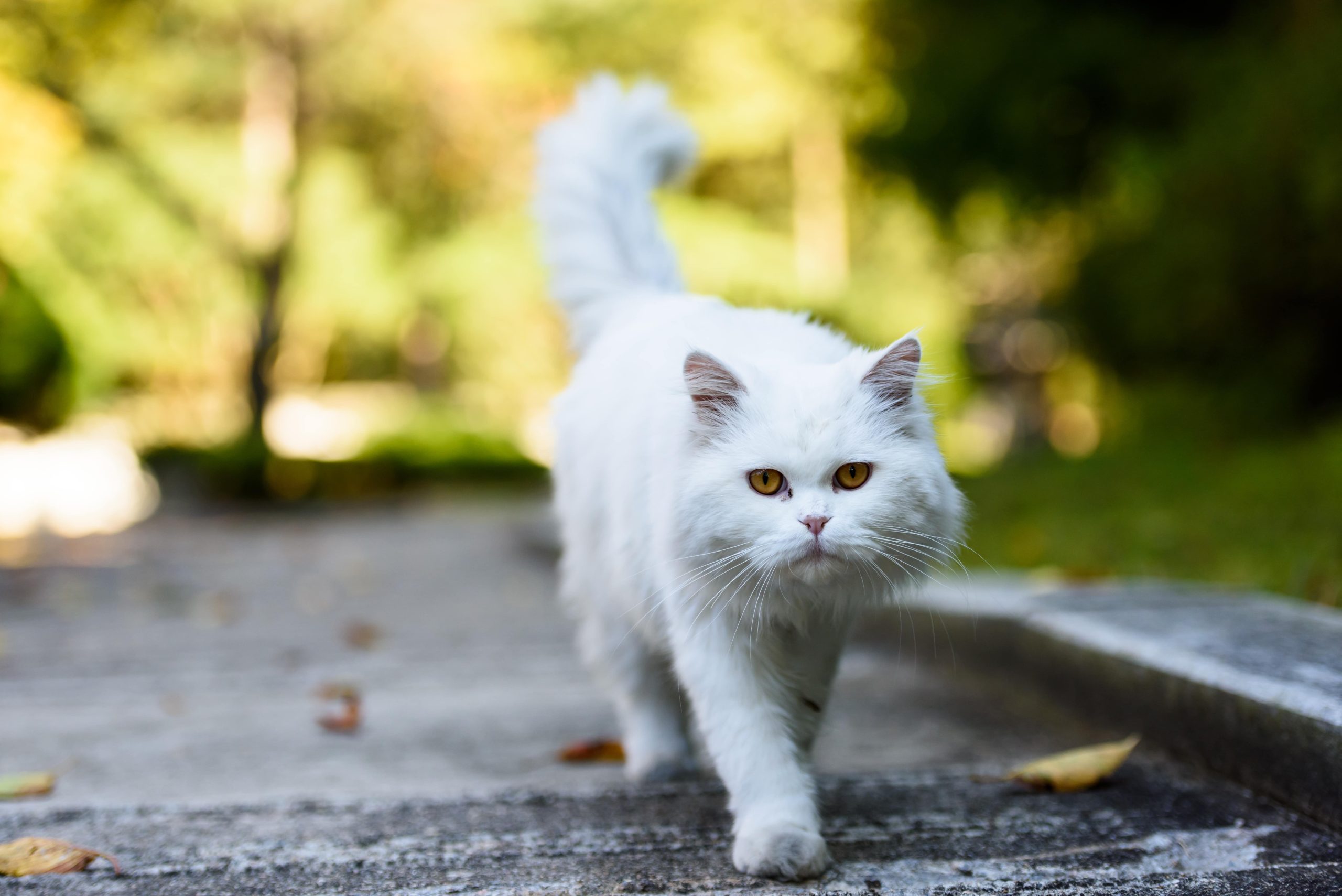 persian cat