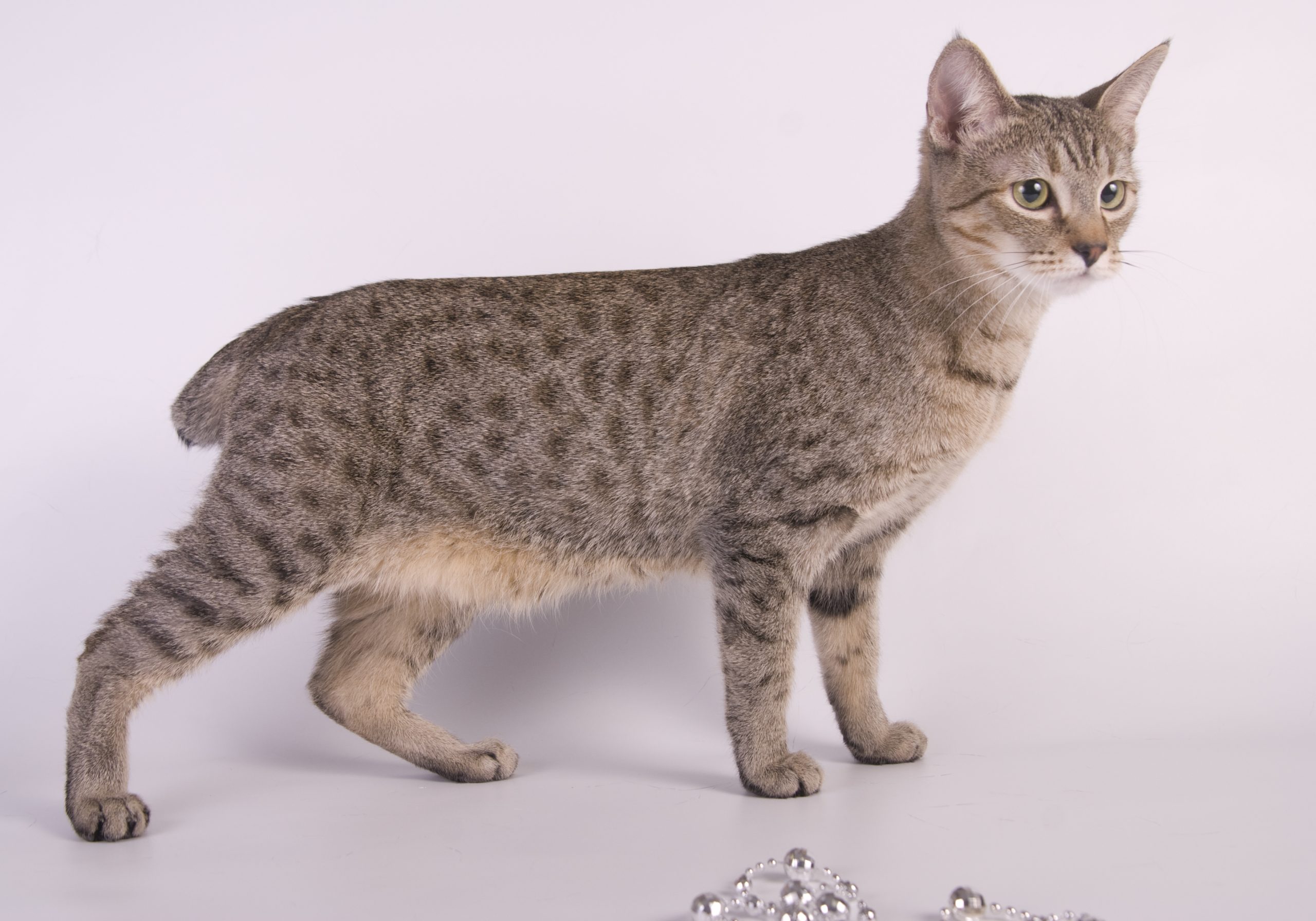 American Bobtail cat