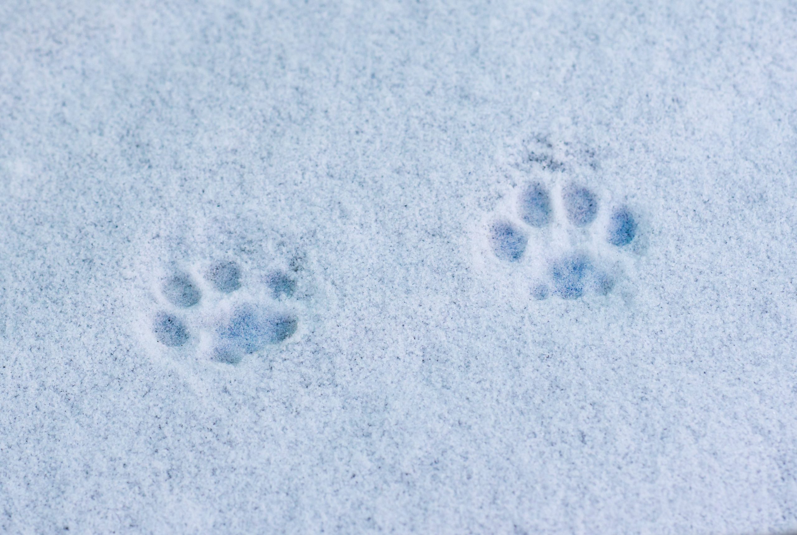 cat pawprints
