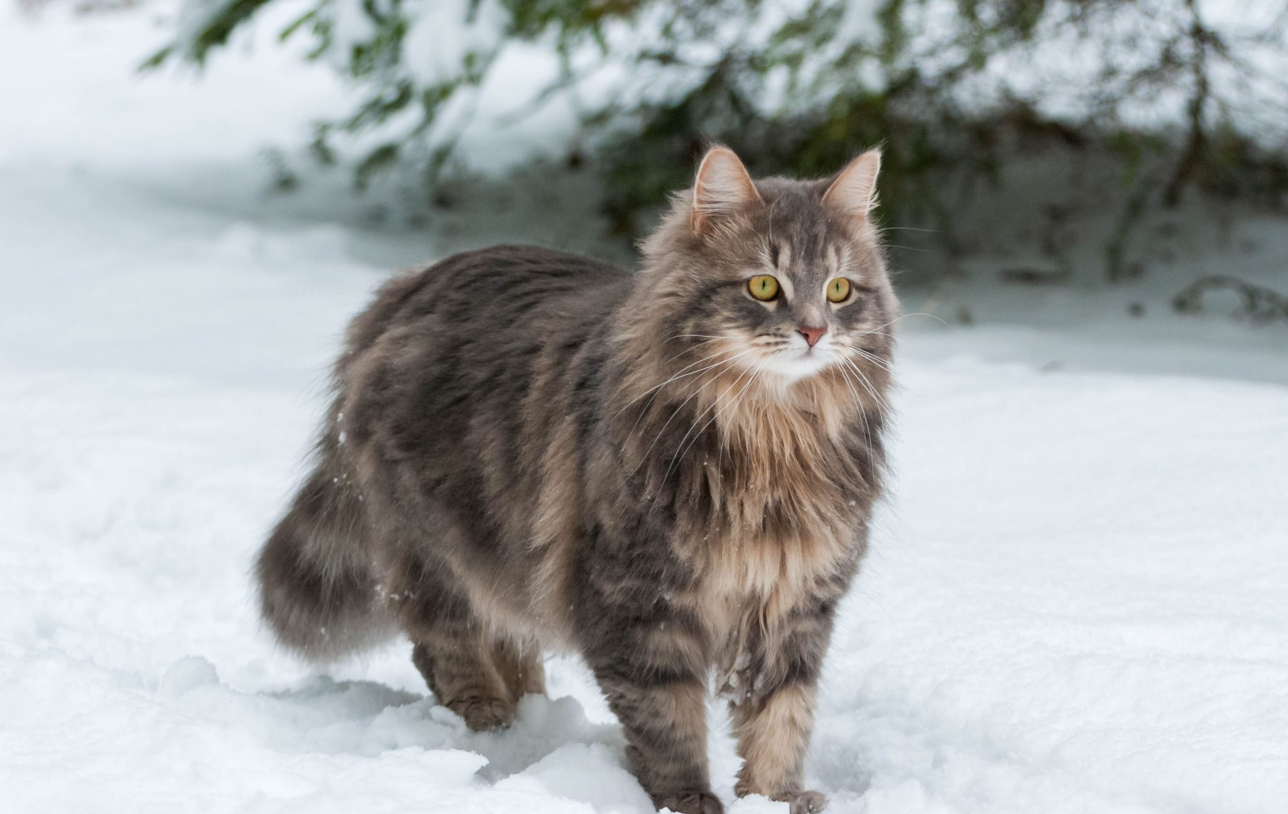 siberian cat