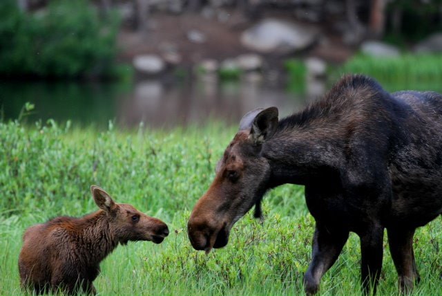 Moose cow and calf