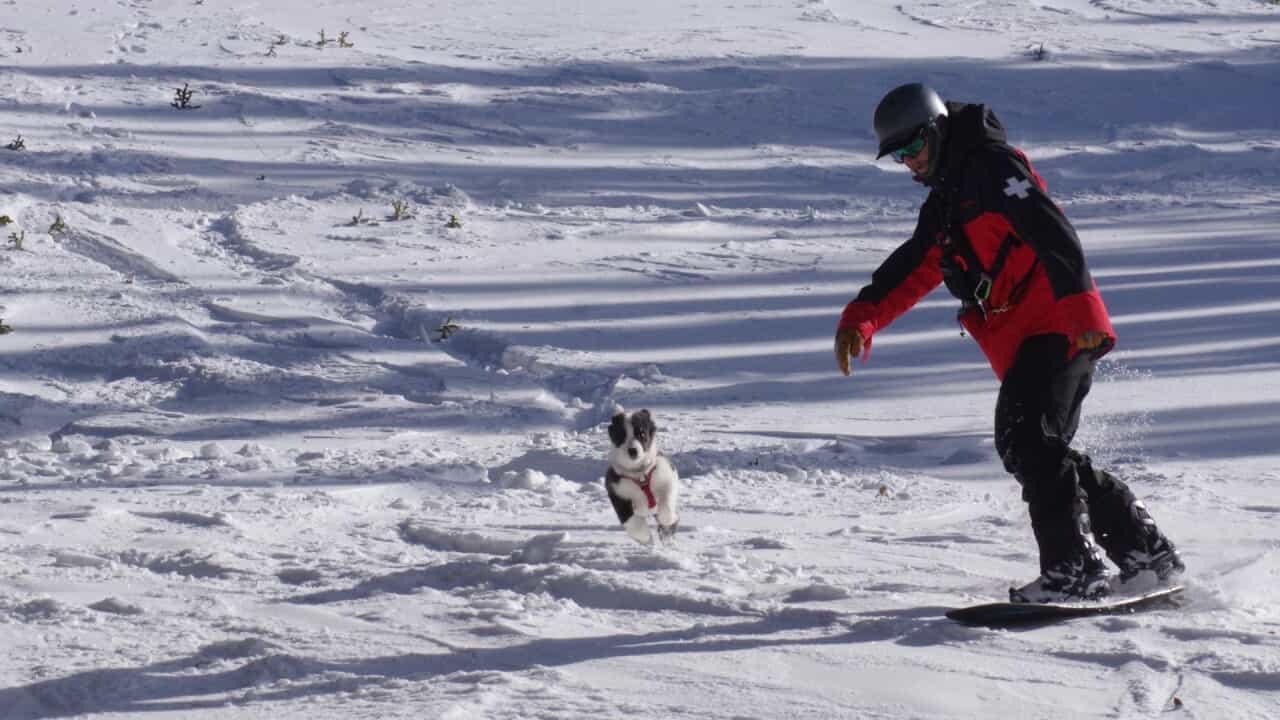 loveland colorado ski patrol and avalanche puppy dog, patrollers unionize