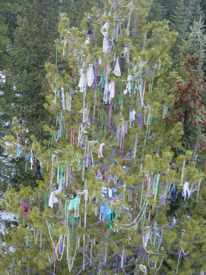 Panty tree in the Canadian Rockies where bras, panties, and Mardi Gras  beads cast off by skiers riding the chair lift decorate its branches, a  traditi Stock Photo - Alamy