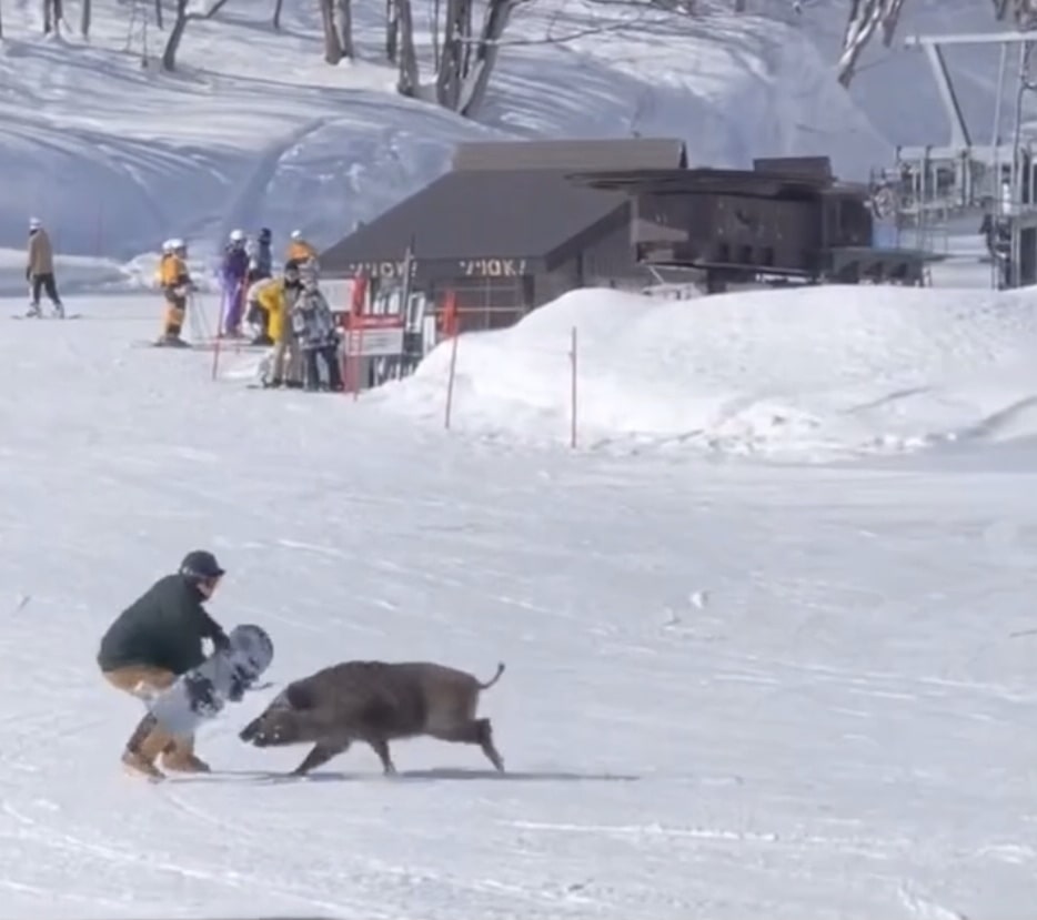 Snowboarder Boar