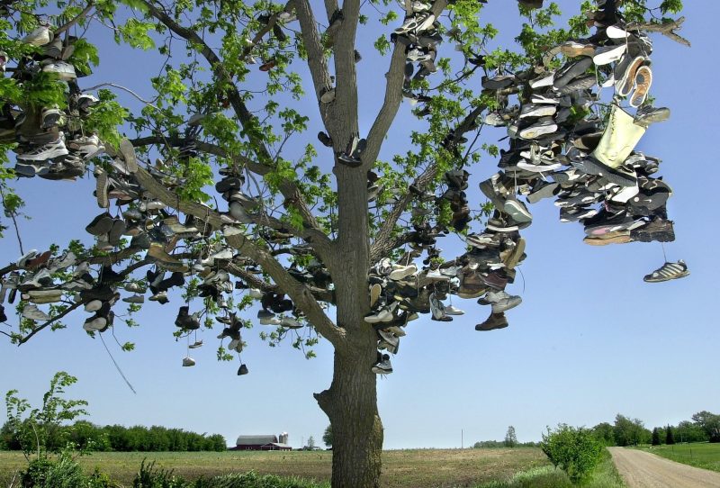 Panty tree in the Canadian Rockies where bras, panties, and Mardi Gras  beads cast off by skiers riding the chair lift decorate its branches, a  traditi Stock Photo - Alamy