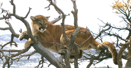 Mountain Lion