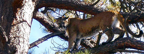 Colorado Parks and Wildlife