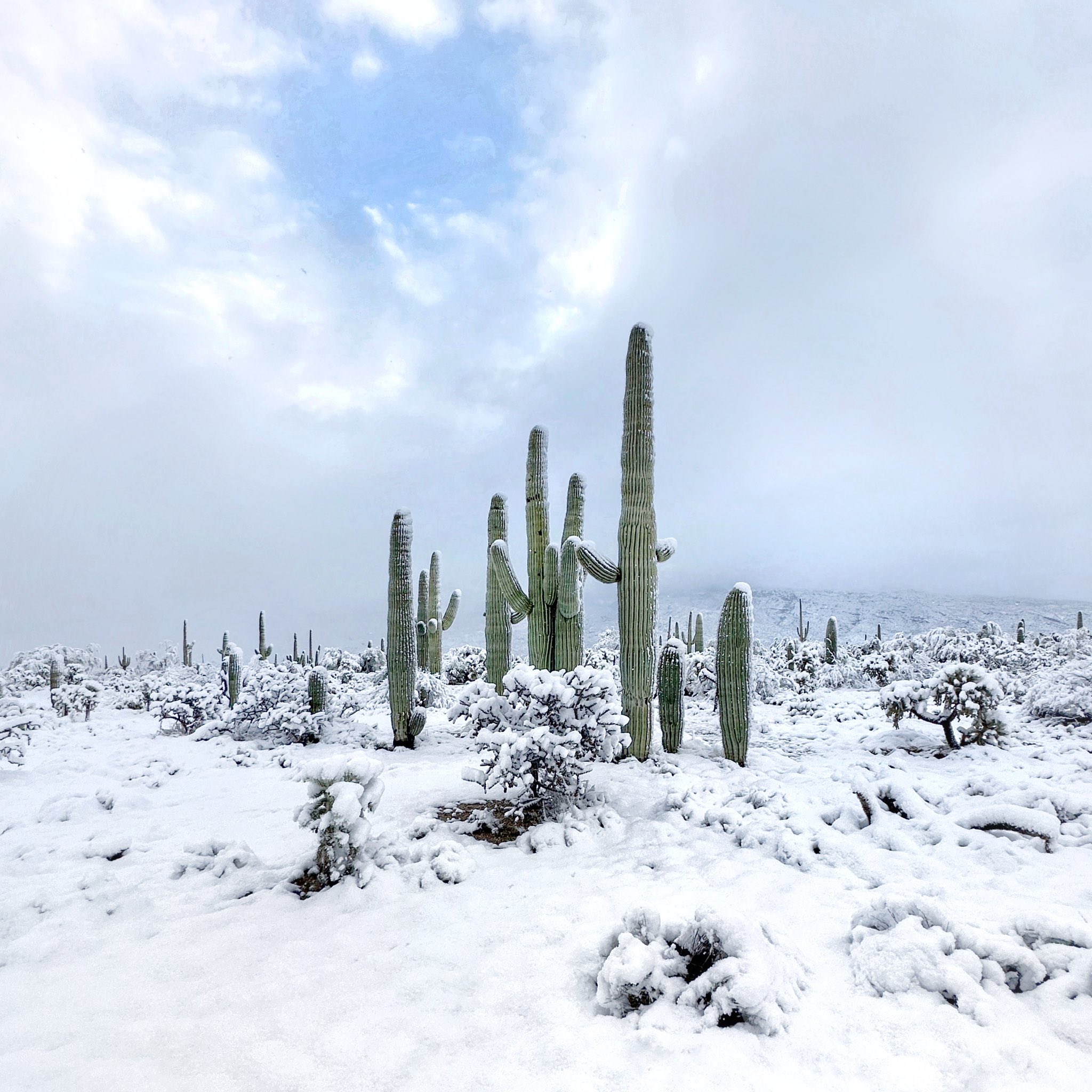 Saguaro National Park Winter