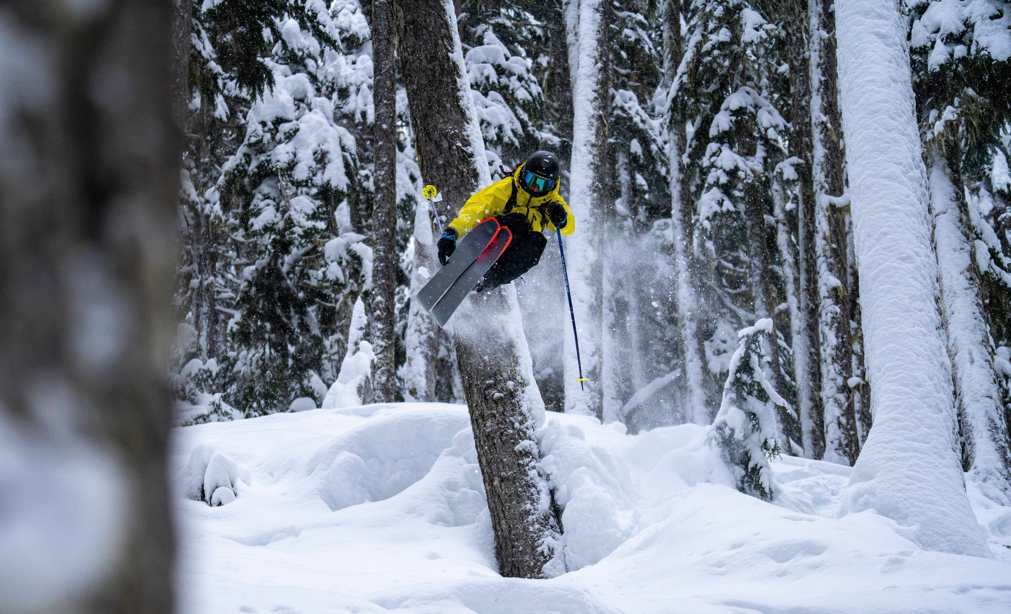 Powder Tree Skiing