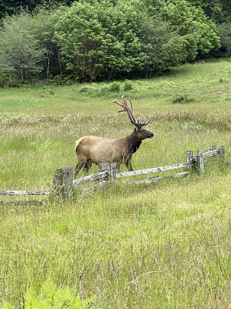 Elk roaming at camp.