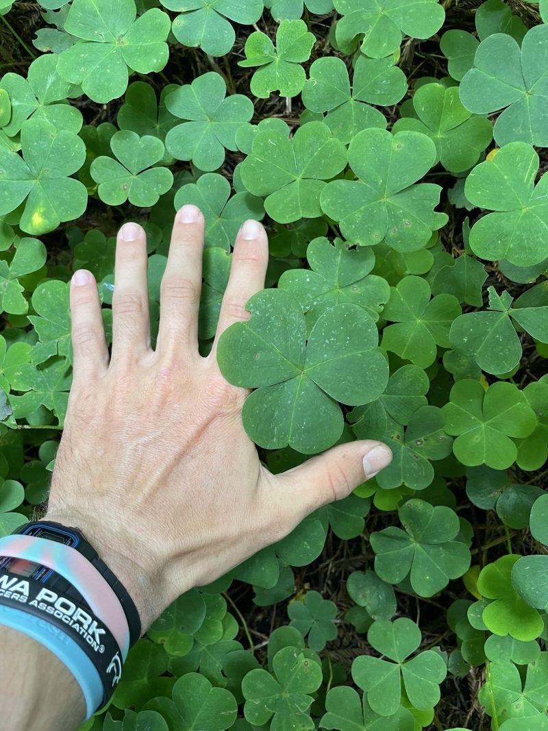 Giant clovers scattered along the ground in the redwood forests. Photo Credit: Luke Guilford