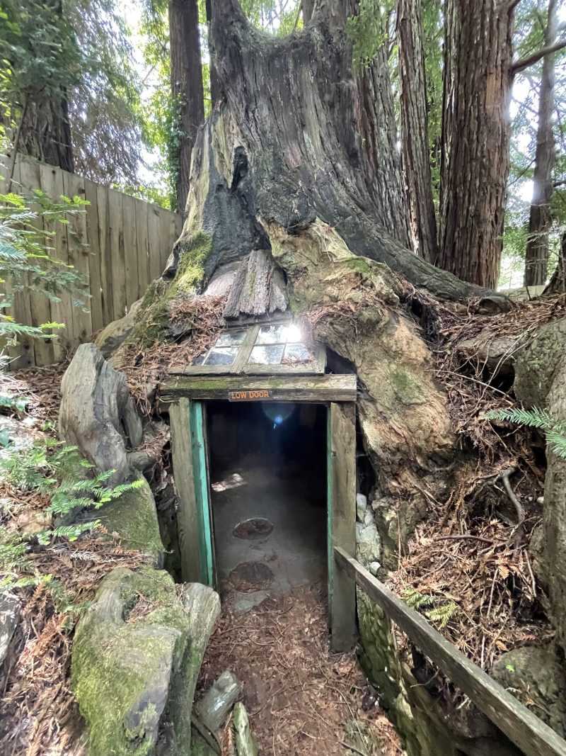 Treehouse or house within a tree? Photo Credit: Luke Guilford