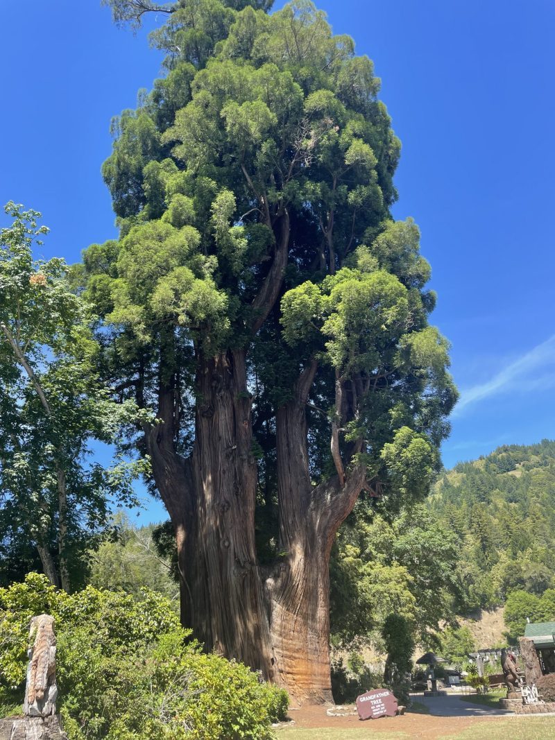 Grandfather Tree