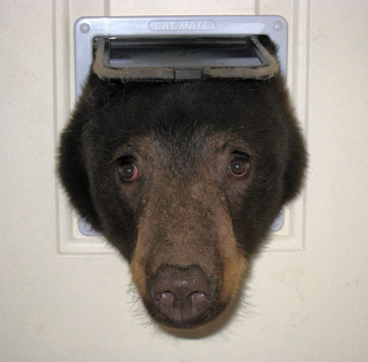 Bear door