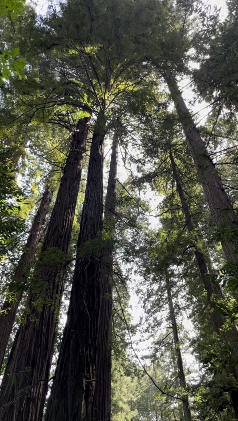 Oh, the wonderful shade these trees provide. Photo Credit: Luke Guilford