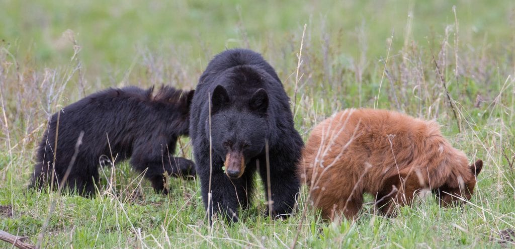 Bear cubs